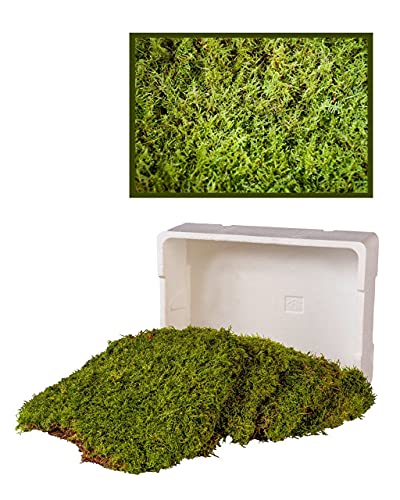 1 Kiste frisches Moos Moosplatten lebend Moosgarten Friedhof Garten Moosmatten von Moos Design