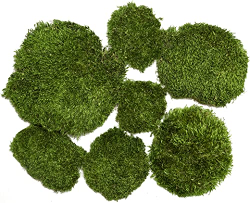 Hügelmoos Flachmoos Moosmatte Moosplatte Plattenmoos Natur Deko Moos echtes Moss Osterdeko Frühlingsdeko Deko-Moos frisches Natur Moos Hügelmoos Flachmoos Moosmatte Moosplatte Plattenmoos Natur Deko Moos echtes Moss Osterdeko Frühlingsdeko Deko-Moos frisches Natur Moos von Moos Design