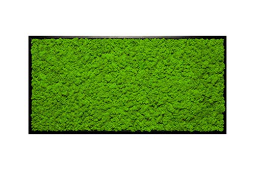 Islandmoosbild Moosbild Islandmoos Rentiermoos Moos Moosbilder Wandbild Wanddeko Wandbilder mit Island Moss Mooswand Pflanzenbild Bilder Deko mit Holzrahmen Bilderrahmen (110 x 55 cm, Schwarz) von Moos Design