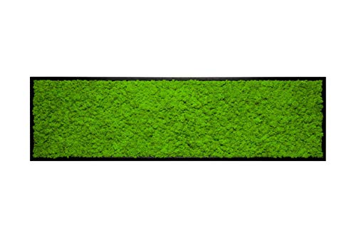 Islandmoosbild Moosbild Islandmoos Rentiermoos Moos Moosbilder Wandbild Wanddeko Wandbilder mit Island Moss Mooswand Pflanzenbild Bilder Deko mit Holzrahmen Bilderrahmen (140 x 40 cm, Schwarz) von Moos Design