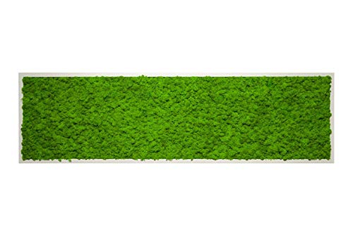 Islandmoosbild Moosbild Islandmoos Rentiermoos Moos Moosbilder Wandbild Wanddeko Wandbilder mit Island Moss Mooswand Pflanzenbild Bilder Deko mit Holzrahmen Bilderrahmen (140 x 40 cm, Weiss) von Moos Design