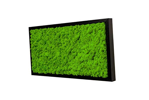 Islandmoosbild Moosbild Islandmoos Rentiermoos Moos Moosbilder Wandbild Wanddeko Wandbilder mit Island Moss Mooswand Pflanzenbild Bilder Deko mit Holzrahmen Bilderrahmen (60 x 30 cm, Schwarz) von Moos-Design