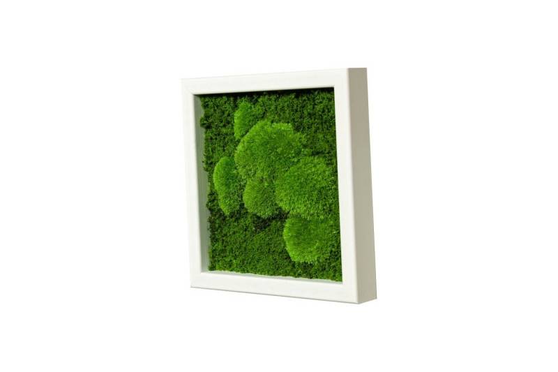 Moos-Design Bild Moosbild Fifty Fifty Design mit 50% Kugelmoos und 50% Flachmoos von Moos-Design