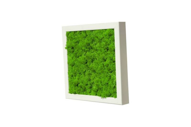 Moos-Design Bild Moosbild Iceland Design mit 100% Islandmoos von Moos-Design