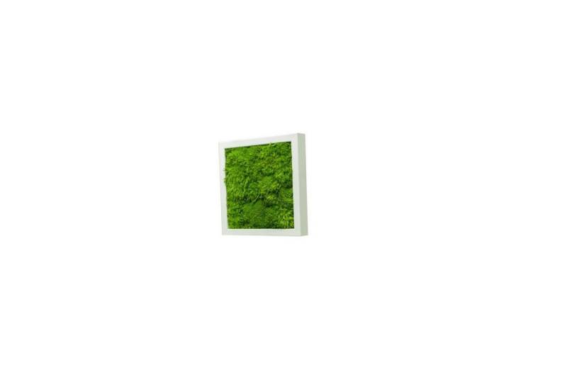 Moos-Design Bilderrahmen Moos Bild Wave Design 100% Bollenmoos von Moos-Design