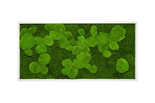 Moosbild Pflanzenbild mit Kugelmoos und Flachmoos versch. Maße günstig (Weiß, 110x55 cm) von Moos Design
