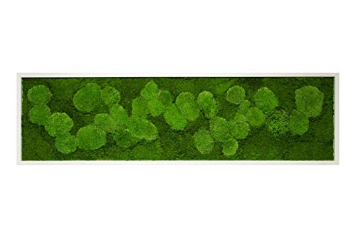 Moosbild Pflanzenbild mit Kugelmoos und Flachmoos versch. Maße günstig (Weiß, 140x40 cm) von Moos Design