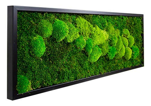 Moosbild Wandbild mit Moos Pflanzenbilder Maße 100 x 35 cm Wanddeko Bilderrahmen Poster Bilder Bild mit Moos Dekobilder Wanddekoration Natur Kugelmoos Mooswand Waldmoos Moss Rahmen (Schwarz) von Moos Design