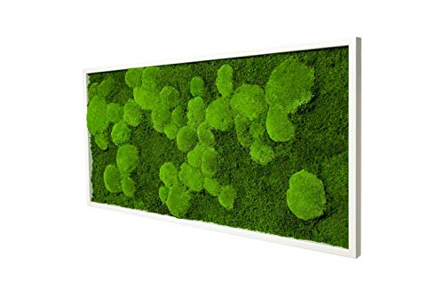 Moosbild Wandbild mit Moos Pflanzenbilder Wanddeko Poster Bild mit Moos Dekobilder Wanddekoration Natur 100x35 cm weiß von Moos Design