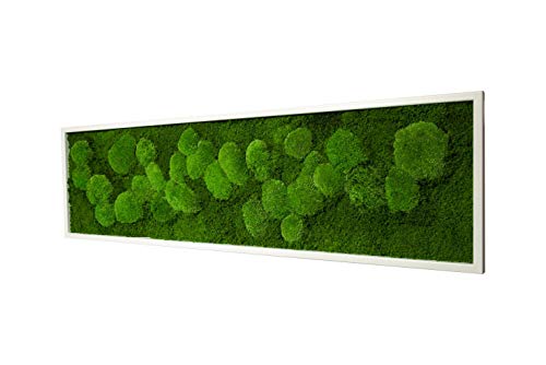Moosbild mit 50% Kugelmoos und 50% Flachmoos konserviert Maße: 140 x 40 cm mit Vollholzrahmen in schwarz oder weiß (weiß) Echtes Natur Moos Wald Wanddeko Wandbilder Natürlich konserviertes Moss von Moos-Design