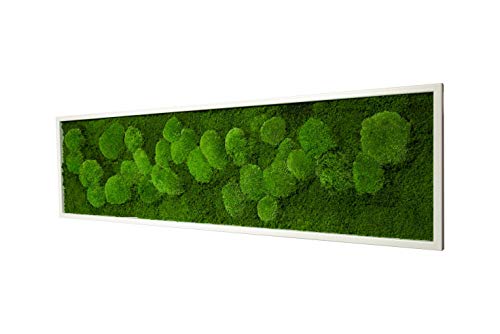 Moosbild mit 50% Kugelmoos und 50% Flachmoos konserviert Maße: 140 x 40 cm mit Vollholzrahmen in schwarz oder weiß (weiß) Echtes Natur Moos Wald Wanddeko Wandbilder Natürlich konserviertes Moss von Moos Design