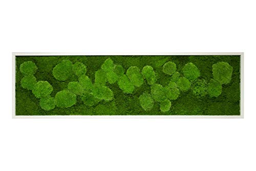 Moosbilder, Moosbild, Pflanzenbild mit Kugelmoos und Flachmoos 140x40 cm mit Vollholzrahmen weiß Wanddeko Bilderrahmen Bilder Wandbilder Wandbild mit Moos Mooswand Deko Geschenk Moss von Moos-Design