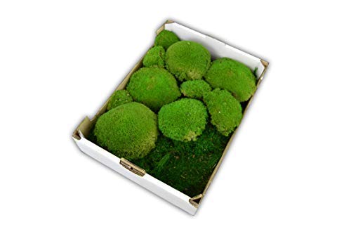 Steige gemischtes Moos konserviertes Kugelmoos und Flachmoos für Moosbilder Dekomoos Moos für die Dekoration haltbares echtes Moss für die Frühlingsdeko Osterdeko Frühling Deko von Moos Design