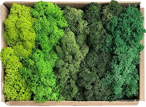 Islandmoos - Moos in 5 versch. Farben/Echtes konserviertes haltbares Natur Moos zum Moosbild basteln/Deko und Modellbau Weihnachtsdeko (Musterbox 150 Gramm) von Moos Zeit KUNST DER NATUR