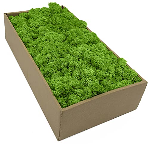 Islandmoos - Moos in 5 versch. Farben 250gr / 500 gr / 1Kg echtes konserviertes Natur Moos zum Moosbild basteln Deko und Modellbau (Grassgrün hell, 1 Kg) von Moos Zeit KUNST DER NATUR