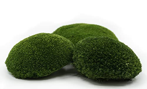Kugelmoos, Ballenmoos Moos konserviert in 3 versch. Farben, echtes haltbares Naturprodukt zum Moosbild basteln, deckt 30x30cm Fläche - 0,10m² (Naturgrün) von Moos Zeit KUNST DER NATUR