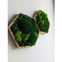 Moosbild Hexagon/Wabenform Mit Islandmoos, Kugelmoos & Plattenmoos Individuell Anpassbar, Perfekte Kleine Geschenkidee Beliebig Erweiterbar von MoosSchmiede