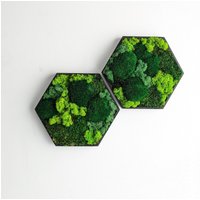 Moosbild Hexagon Form, Natürliche Wanddekoration Kreativ Erweiterbar Erstelle Deine Mooswand. Mit Kugelmoos, Islandmoos, Plattenmoos von MoosSchmiede