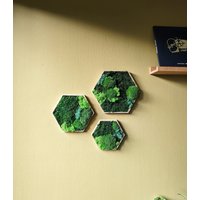 Moosbild Mit Verschiedenen Moos-Arten Im Holz Hexagon Rahmen, Farbe Und Arten Individualisierbar Perfekte Wandgestaltung Natürliche Deko Moosbild Mit Verschiedenen Moos-Arten Im Holz Hexagon Rahmen, Farbe Und Arten Individualisierbar Perfekte Wandgestaltung Natürliche Deko von MoosSchmiede