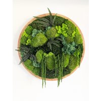 Moosbild Rund Mit Islandmoos, Farn , Amarant, Kugelmoos Und Plattenmoos in Großen 50 U. 70Er Rahmen Pefekte Langlebige Wandgestaltung Moosbild Rund Mit Islandmoos, Farn , Amarant, Kugelmoos Und Plattenmoos in Großen 50 U. 70Er Rahmen Pefekte Langlebige Wandgestaltung von MoosSchmiede