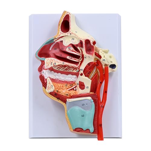 Humanes Nasenhöhle Hals Anatomische Modell Unterricht Hilfsmittel Menschliche Orals Hohlraummodell Nasenrachenmodell Unterricht Lehren Menschliche Nasenhöhlenmodell Menschliches Orals Hohlraummodell Humanes Nasenhöhle Hals Anatomische Modell Unterricht Hilfsmittel Menschliche Orals Hohlraummodell Nasenrachenmodell Unterricht Lehren Menschliche Nasenhöhlenmodell Menschliches Orals Hohlraummodell von Morain