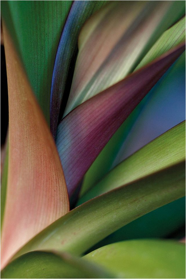 More2Home Wandbild MondiArt, BIRD OF PARADISE PLANT, AluArt glänzend, M: 80 x 120 cm von More2Home