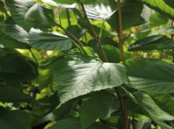 Maulbeere 'Illinois Everbearing', 60-100 cm, Morus alba x rubra 'Illinois Everbearing', Containerware von Morus alba x rubra 'Illinois Everbearing'