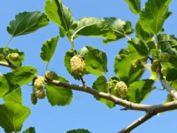 Weiße Maulbeere, 10-20 cm, Morus alba, Topfware von Morus alba