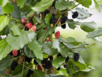 Zwerg-Maulbeere 'Mojo Berry', 100-125 cm, Morus rotundiloba 'Mojo Berry', Containerware Zwerg-Maulbeere 'Mojo Berry', 100-125 cm, Morus rotundiloba 'Mojo Berry', Containerware von Morus rotundiloba 'Mojo Berry'