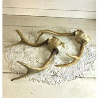 Vintage Hirsch Geweih 2Er Set von MossAndMagicVintage