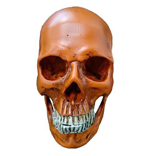 MotiveTech Kopfmodell Lebensgroße 1:1 Harz Bastelfiguren, Braun 1 MotiveTech Kopfmodell Lebensgroße 1:1 Harz Bastelfiguren, Braun 1 von MotiveTech