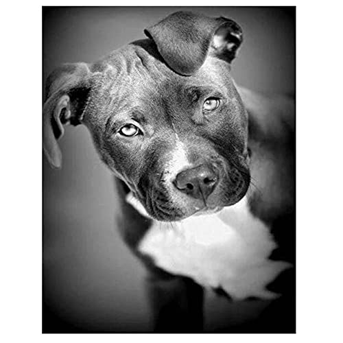 DIY 5D Diamond Painting Pitbull-Hund Diamant Mal Kits für Erwachsene Kinder,DIY Diamant Kunst Kits Vollbohrer Stickerei Kreuzstich Kunsthandwerk Wand Und Eingang Dekorationen Sein 40x60cm von Moxiaa