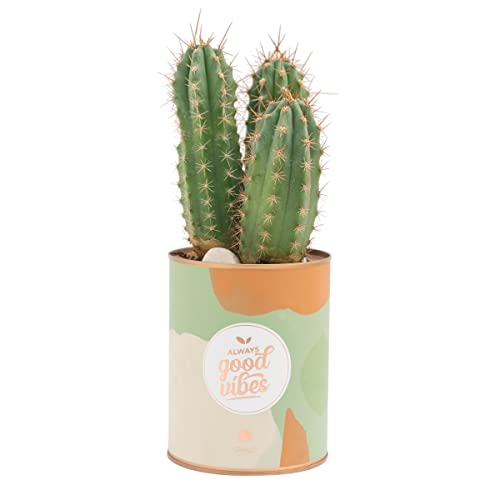 Pot of tin with cactus - Always good vibes von Mr. Wonderful