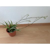 Grünlilie Zimmerpflanze Hängepflanze Im Topf D 12cm Mit Ablegersträngen Höhe 20cm + Stränge von MrKreativART