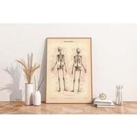 Vintage Poster Skelett Des Menschen 1 | Medizin Vintage Poster Skelett Des Menschen 1 | Medizin von MrTKBooker