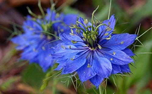 NIGELLE Damas bleu Indigo Miss Jekyll Non traitées Nigella Damascena 300 Graines von Ms Agro