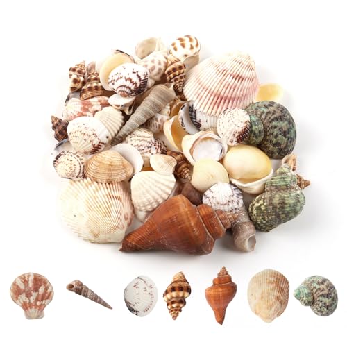 MsTeco Muscheln, 200g Muschel Deko Kleine Shells Mixed Muschelschale Natürliche Muscheln zum Basteln für Kerzenherstellung, Heimdekomischungen, Aquarium und Vase Füllstoff (2-8cm) von MsTeco