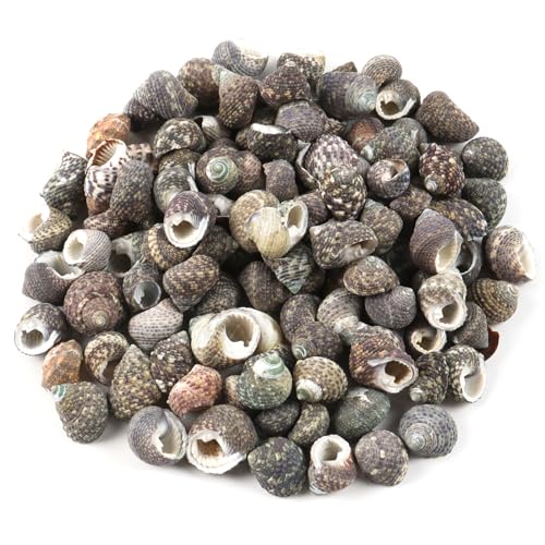 MsTeco Muscheln, 200g Muschel Deko Muscheln zum Basteln Natürlichen Spiral Muschel Perlen Ungebohrt für DIY Kunsthandwerk, Vase Füllstoffe (2-2.5cm) von MsTeco