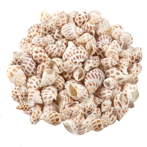 MsTeco Muscheln, 200g Weiß Muschel Deko Muscheln zum Basteln Natürlichen Spiral Muschel Perlen Ungebohrt für DIY Kunsthandwerk, Vase Füllstoffe (2-3cm) von MsTeco