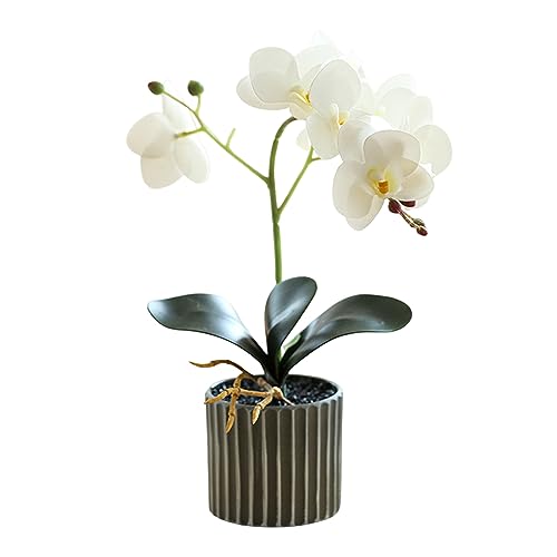 Mskmnkot Künstliche Blumen in Töpfen Künstliche Orchidee 12.6 Tall REALISTISCHE Orchid IN EINEN POTEL ECHTE STECKE EREKTRISCHE Bonsai FACHTE Blumen FÜL TIBELLEGESTELLTE Leben R. Mskmnkot Künstliche Blumen in Töpfen Künstliche Orchidee 12.6 Tall REALISTISCHE Orchid IN EINEN POTEL ECHTE STECKE EREKTRISCHE Bonsai FACHTE Blumen FÜL TIBELLEGESTELLTE Leben R. von Mskmnkot