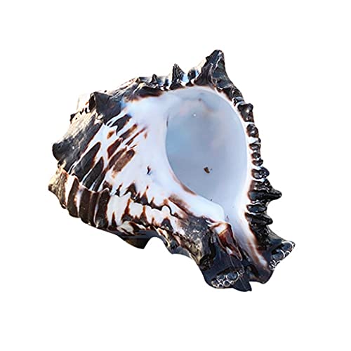 Mtucegi Große natürliche Muscheln, Muscheln, 7,6 - 10,2 cm, Muscheln für Hochzeit, Strand, Mottoparty, Heimdekoration, Aquarium, Muschelmuschel Mtucegi Große natürliche Muscheln, Muscheln, 7,6 - 10,2 cm, Muscheln für Hochzeit, Strand, Mottoparty, Heimdekoration, Aquarium, Muschelmuschel von Mtucegi