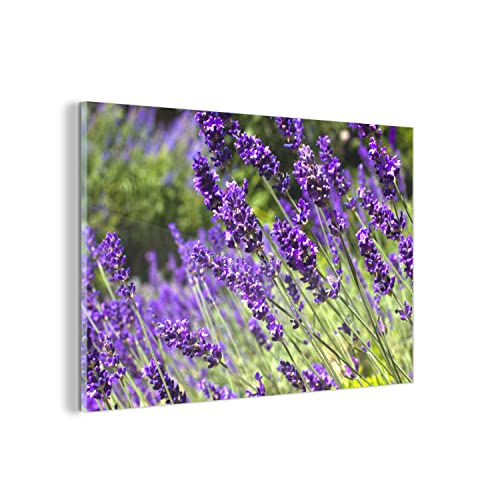 Glasbild Glasfoto Wandbild Bilder Deko 120x80 cm Leuchtend lila Lavendel in der Natur von MuchoWow