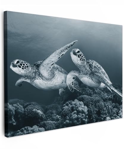 MuchoWow© Bild auf Leinwand 70x50 cm Schlafzimmer Bilder Wand Deko Wohnzimmer Modern Wanddeko Bilderwand Geschenk Weiss - Schildkröte - Meerestiere - Schwarz und Weiß - Wildtiere von MuchoWow