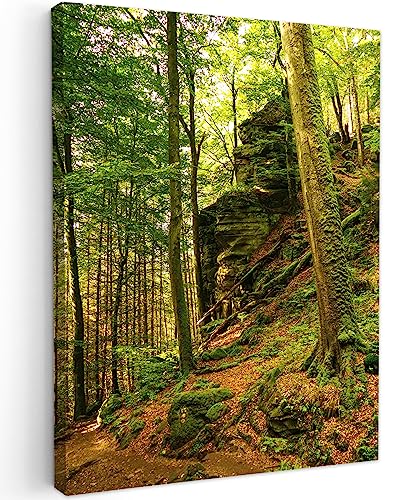 MuchoWow© Bilder 50x70 cm Wohnzimmer Deko Modern Wandbild Foto auf Leinwand Bild Schlafzimmer Room Decor Geschenke Wandbilder Wald - Bäume - Stein - Natur - Pflanzen von MuchoWow