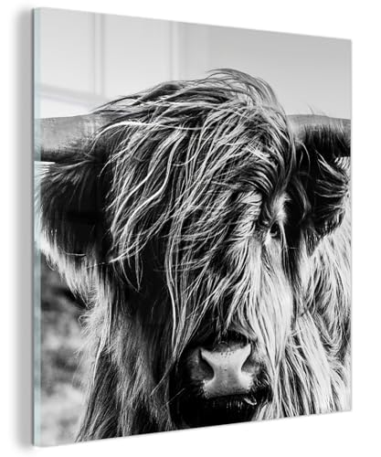 MuchoWow© Glas Wandbild 50x50 cm Dekoration Wohnzimmer Bilder Pictures Wall Decoration Living Room Wohnungs Deko Moderne Bild Schottisches Hochlandrind - Nahaufnahme - Hörner - Schwarzweiß von MuchoWow