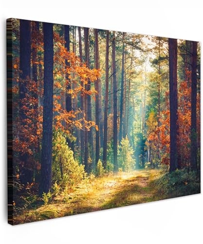 MuchoWow© Leinwand Bilder 80x60 cm Wanddeko Wohnzimmer Aesthetic Room Decor Deko Zimmer Wandbilder Modern Fotogeschenke Wald - Sonne - Natur - Herbst von MuchoWow