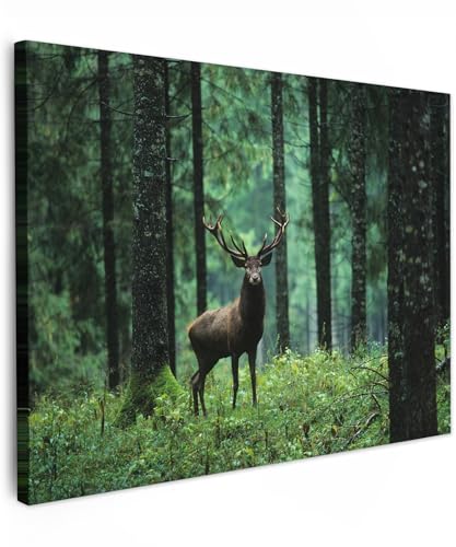 MuchoWow© Wandbilder 70x50 cm Schlafzimmer Home Deko Wohnung Bild Wohnzimmer Fotoleinwand Wand Bilder Leinwand Wall Decor Hirsch - Rotwild - Reh - Wald - Bäume - Tiere - Natur von MuchoWow