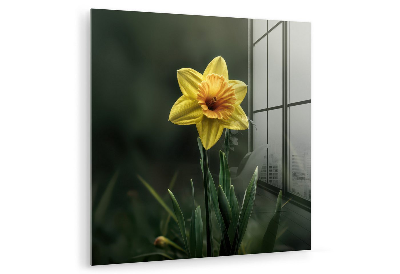 MuchoWow Acrylglasbild Blume - Narzisse - Gras - Gelb, Inkl. Aufhängung, Bilder auf Glas Wandbild, Wanddeko Wohnzimmer Badezimmer, 20x20 cm von MuchoWow