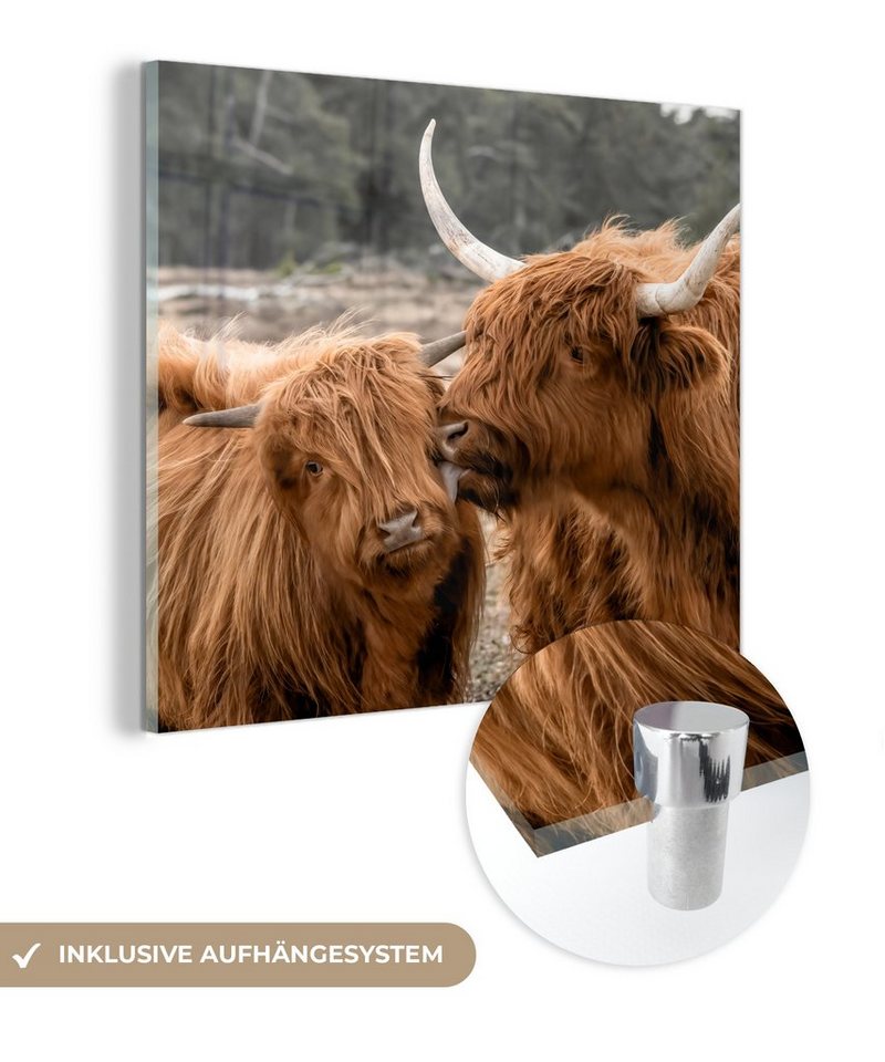 MuchoWow Acrylglasbild Schottischer Highlander - Kuh - Tiere, (1 St), Glasbilder - Bilder auf Glas Wandbild - Foto auf Glas - Wanddekoration von MuchoWow