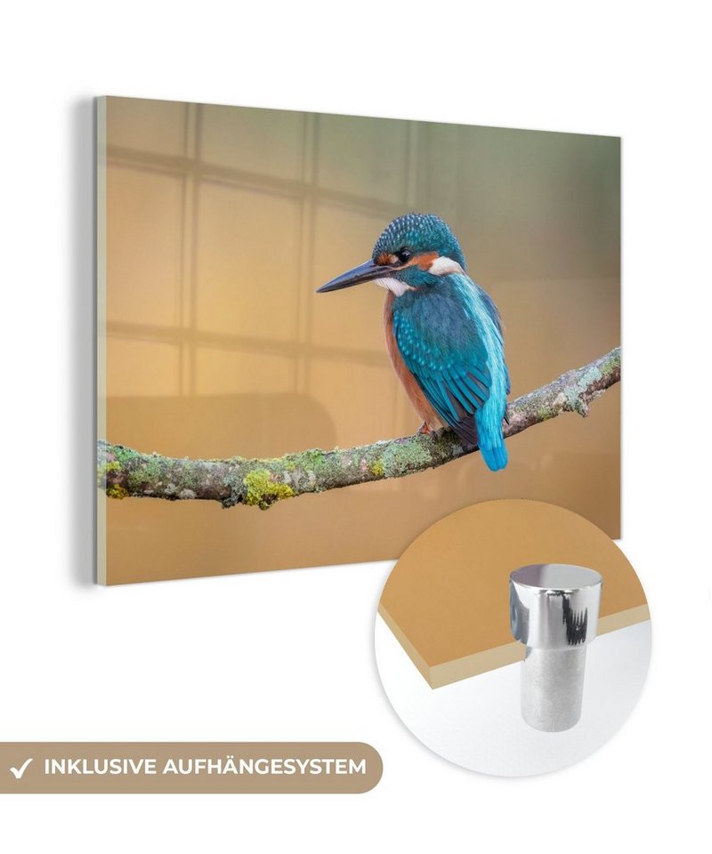 MuchoWow Acrylglasbild Vogel - Eisvogel - Tiere - Zweig, (1 St), Glasbilder - Bilder auf Glas Wandbild - Foto auf Glas - Wanddekoration von MuchoWow